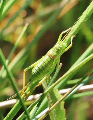 Ephippiger diurnus diurnus